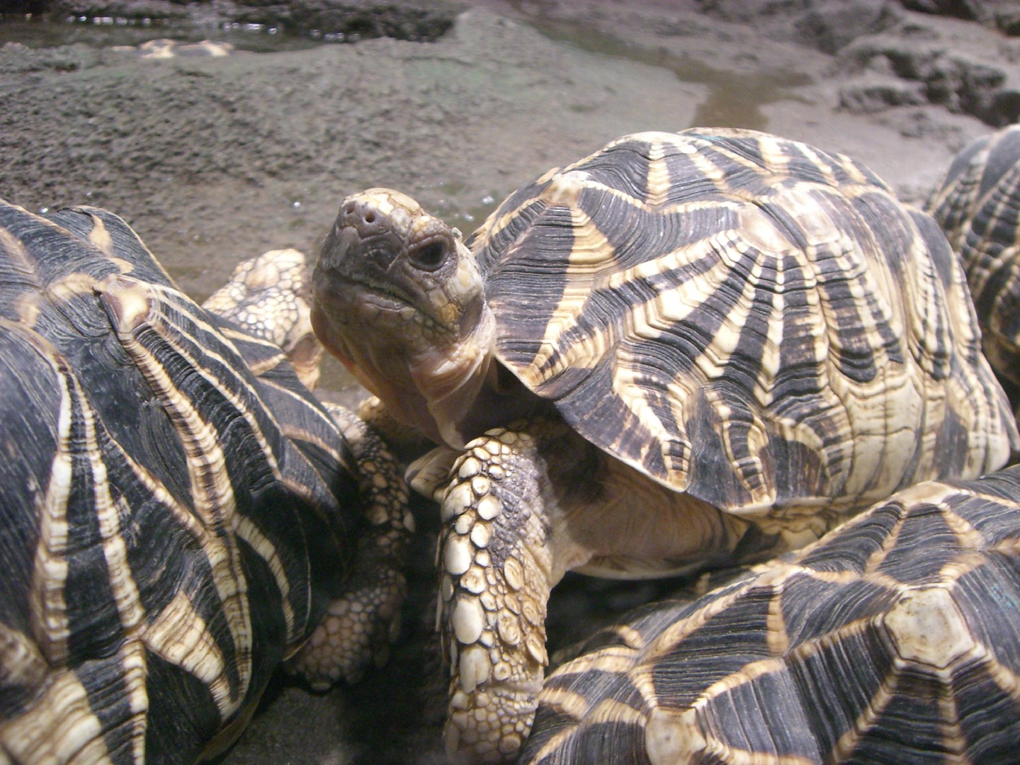 Typical tortoises (Geochelone)