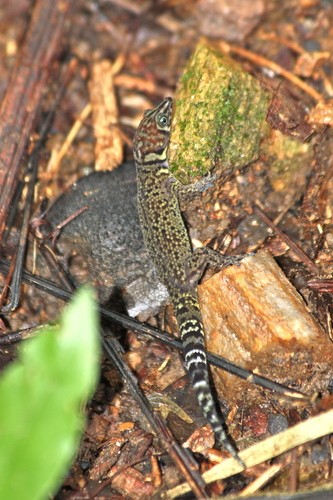 Guequillos (Sphaerodactylus)