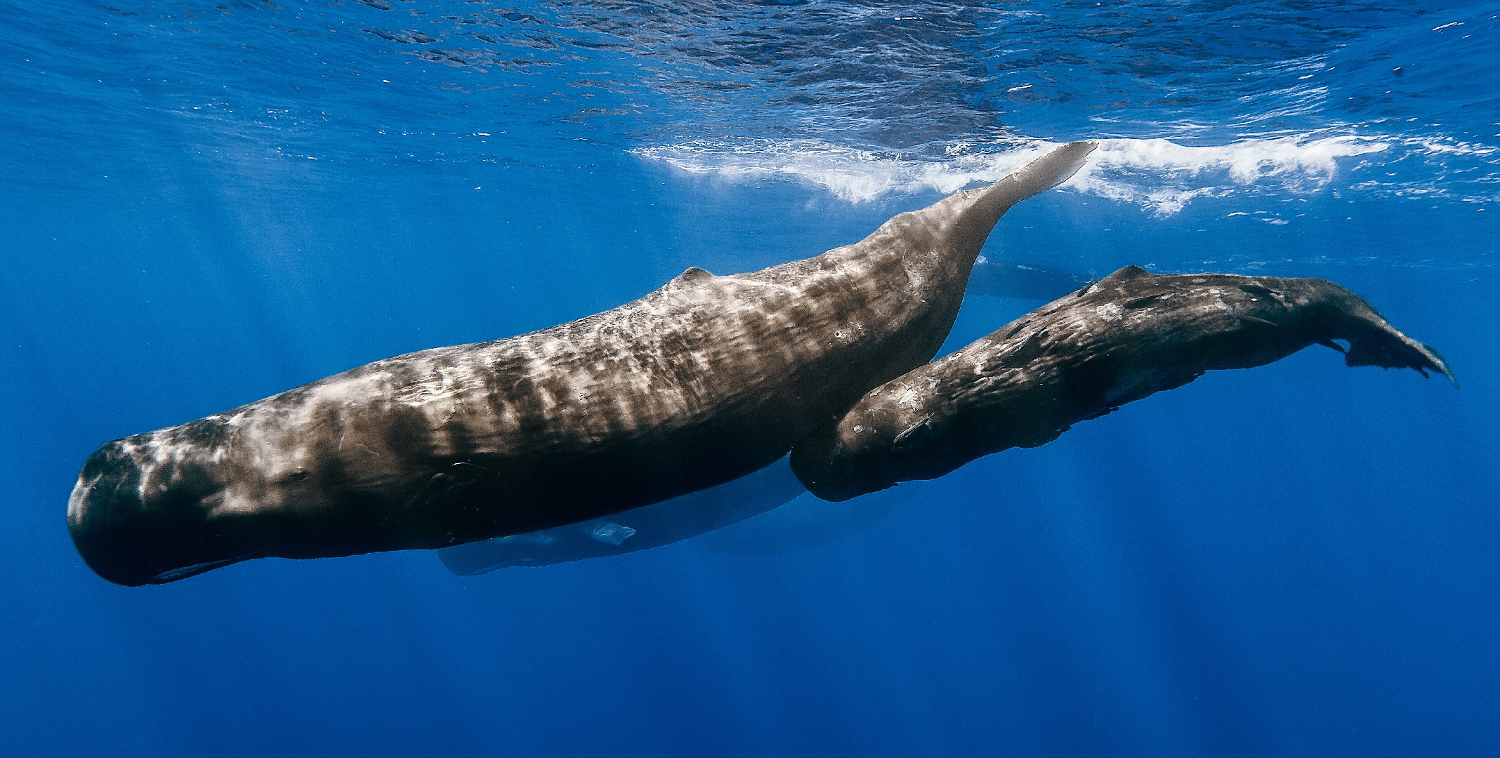 The sperm whale (Physeter)