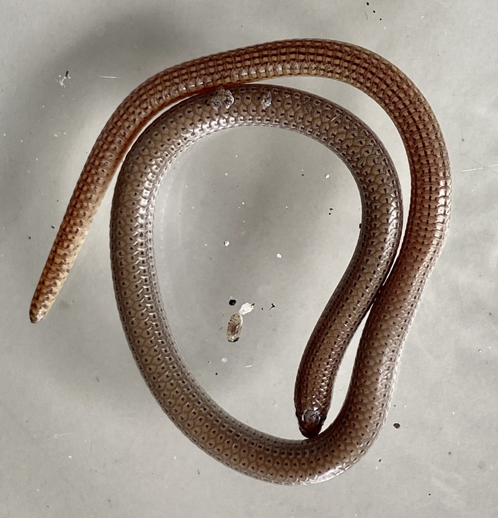 Blunt-tail legless lizards (Aprasia)