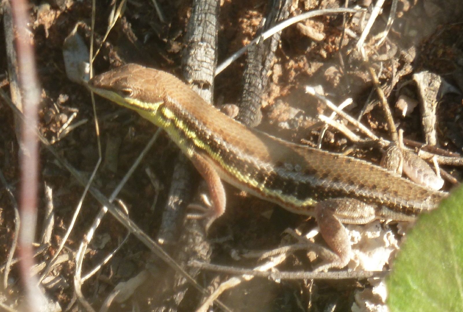 Ichnotropis (Ichnotropis)