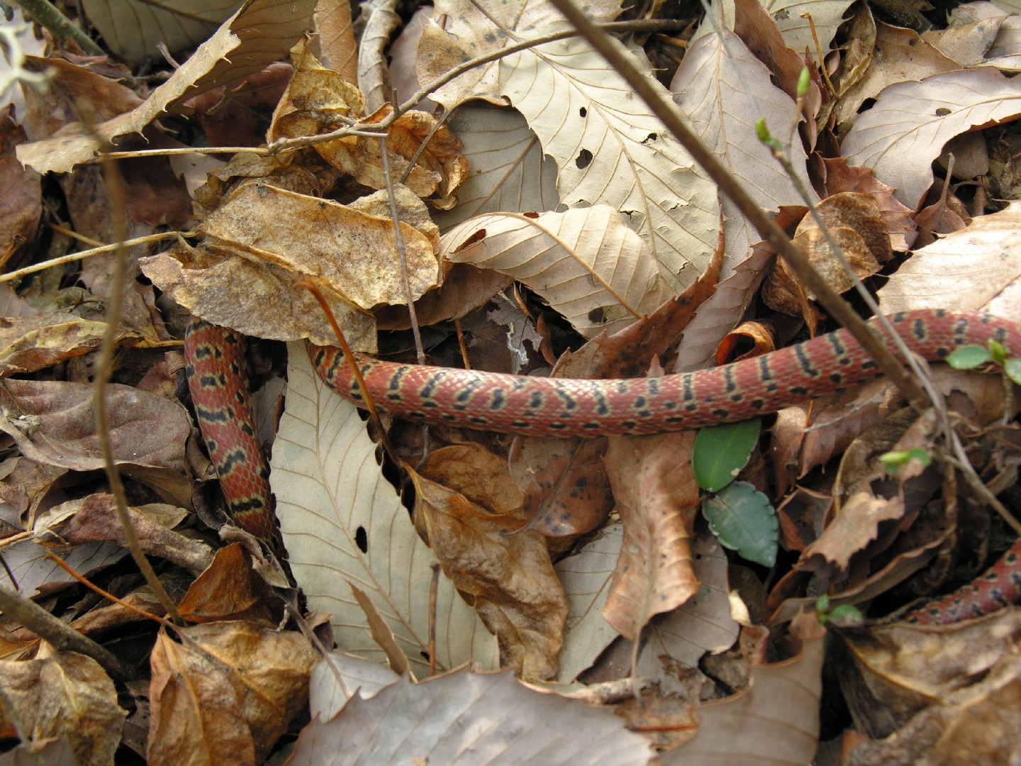Burrowing ratsnake (Euprepiophis conspicillata)