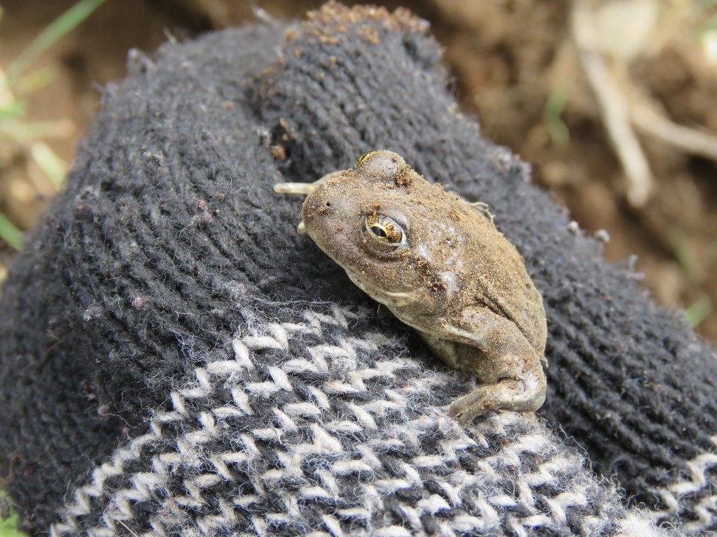Four-eyed frogs (Pleurodema)