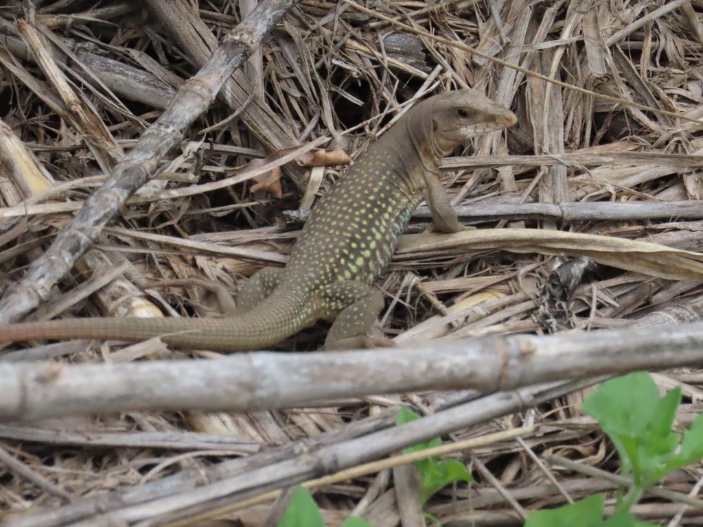 Huico gigante (Aspidoscelis motaguae)