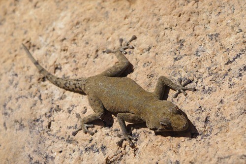Namib day gecko (Rhoptropus bradfieldi)