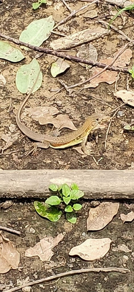 Reeves' butterfly lizard (Leiolepis)