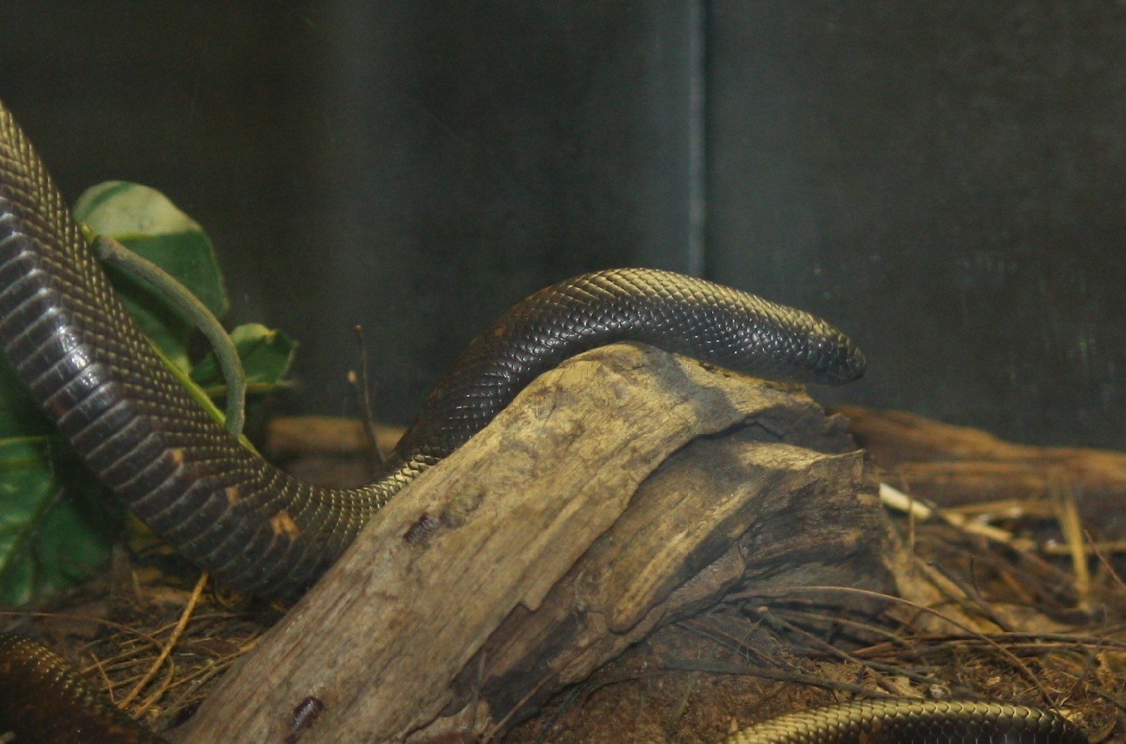 Calabar ground python (Calabaria reinhardtii)