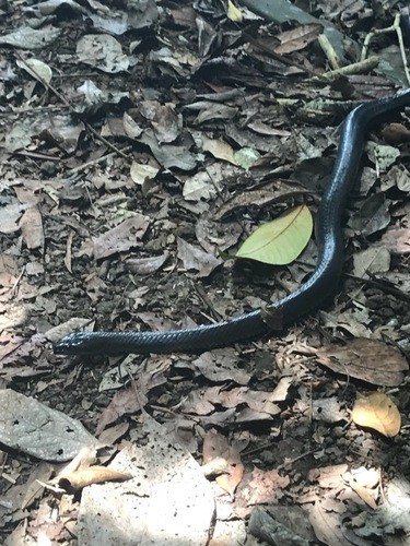 Slatey-grey snake (Stegonotus cucullatus)