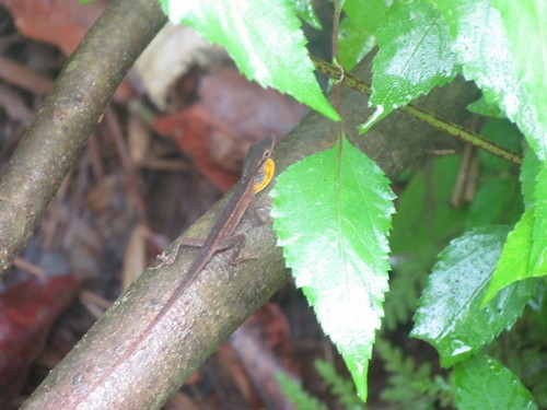 Anolis del balsas (Anolis sericeus)