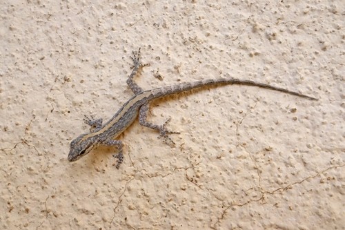 Rock geckos (Pristurus)