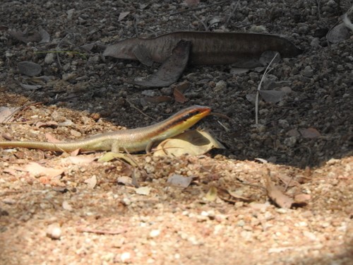 Wahlberg's striped skink (Trachylepis striata wahlbergi)