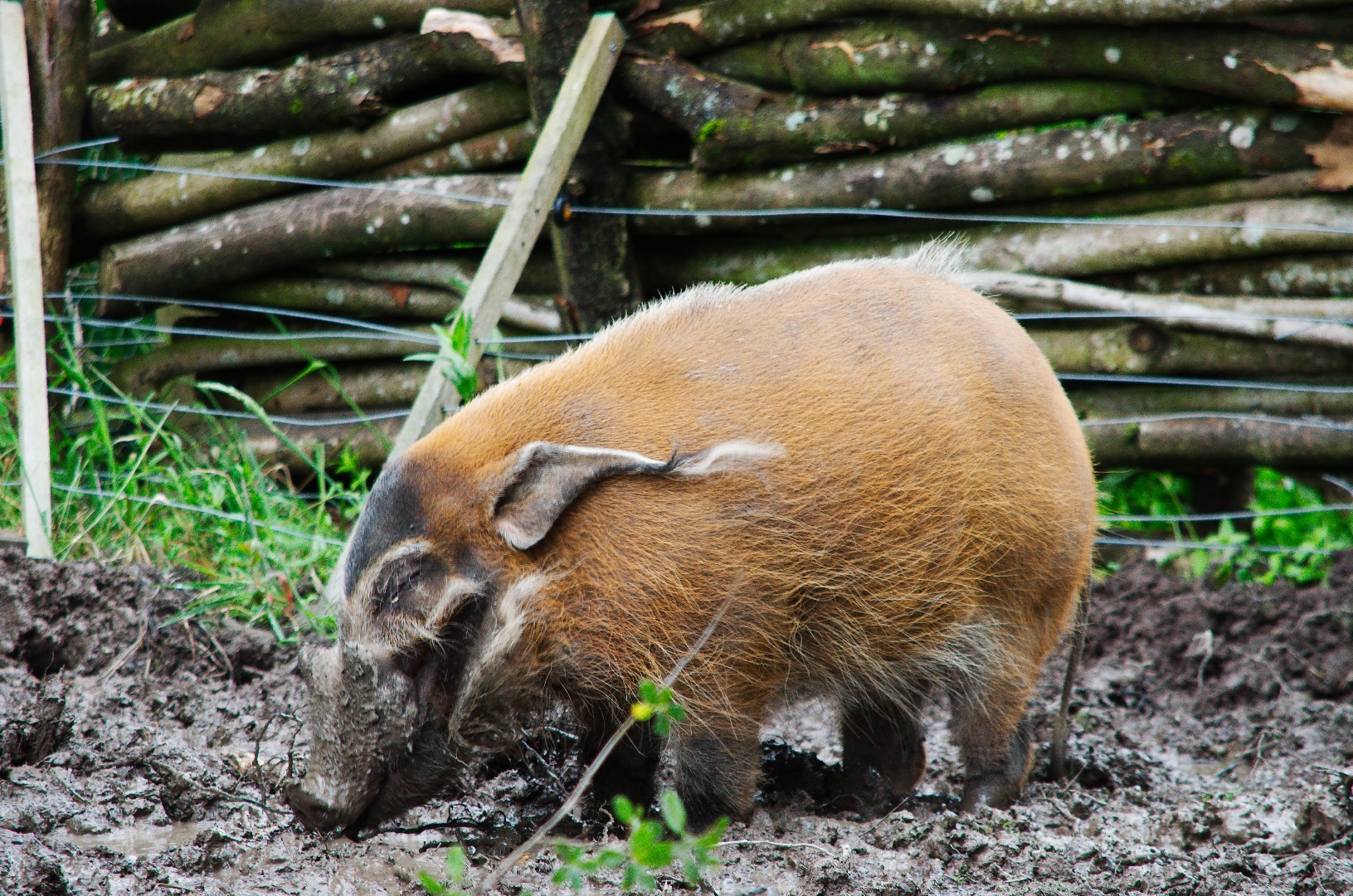 Cerdo del río rojo (Potamochoerus porcus)