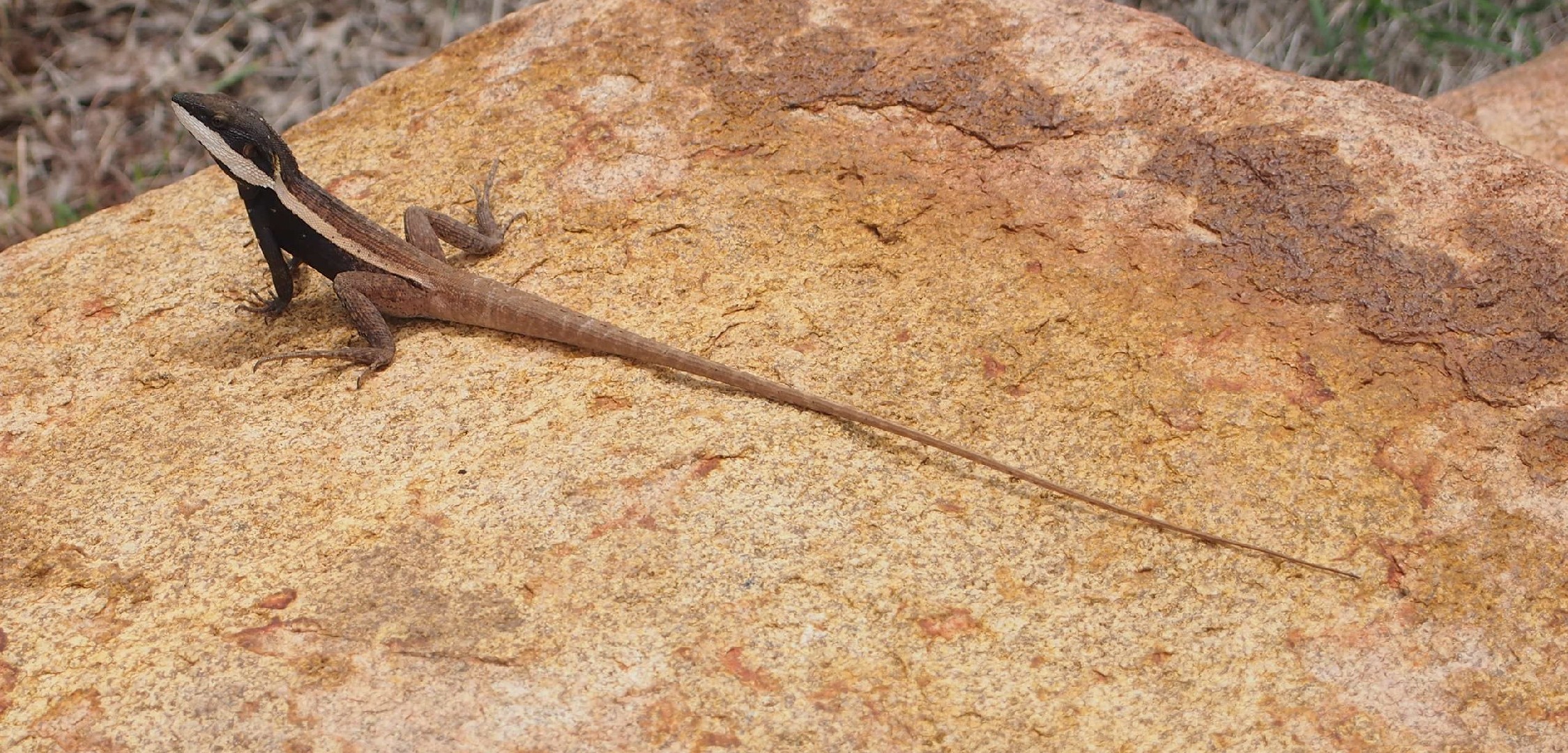 Water dragons (Lophognathus)