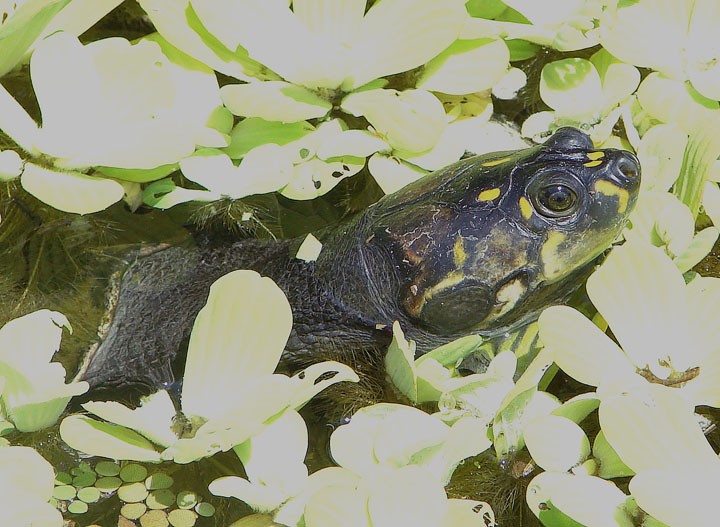 Schienenschildkröten (Podocnemis)