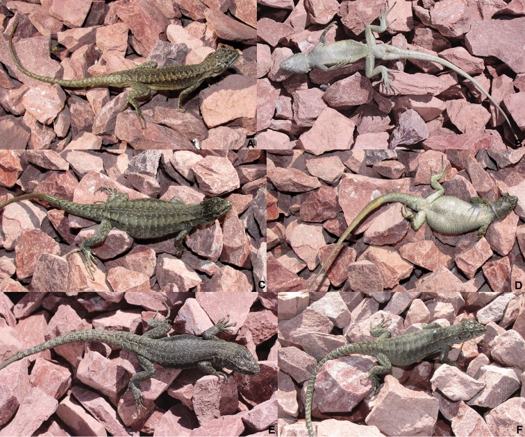 Lagartija de cola larga (Liolaemus elongatus)