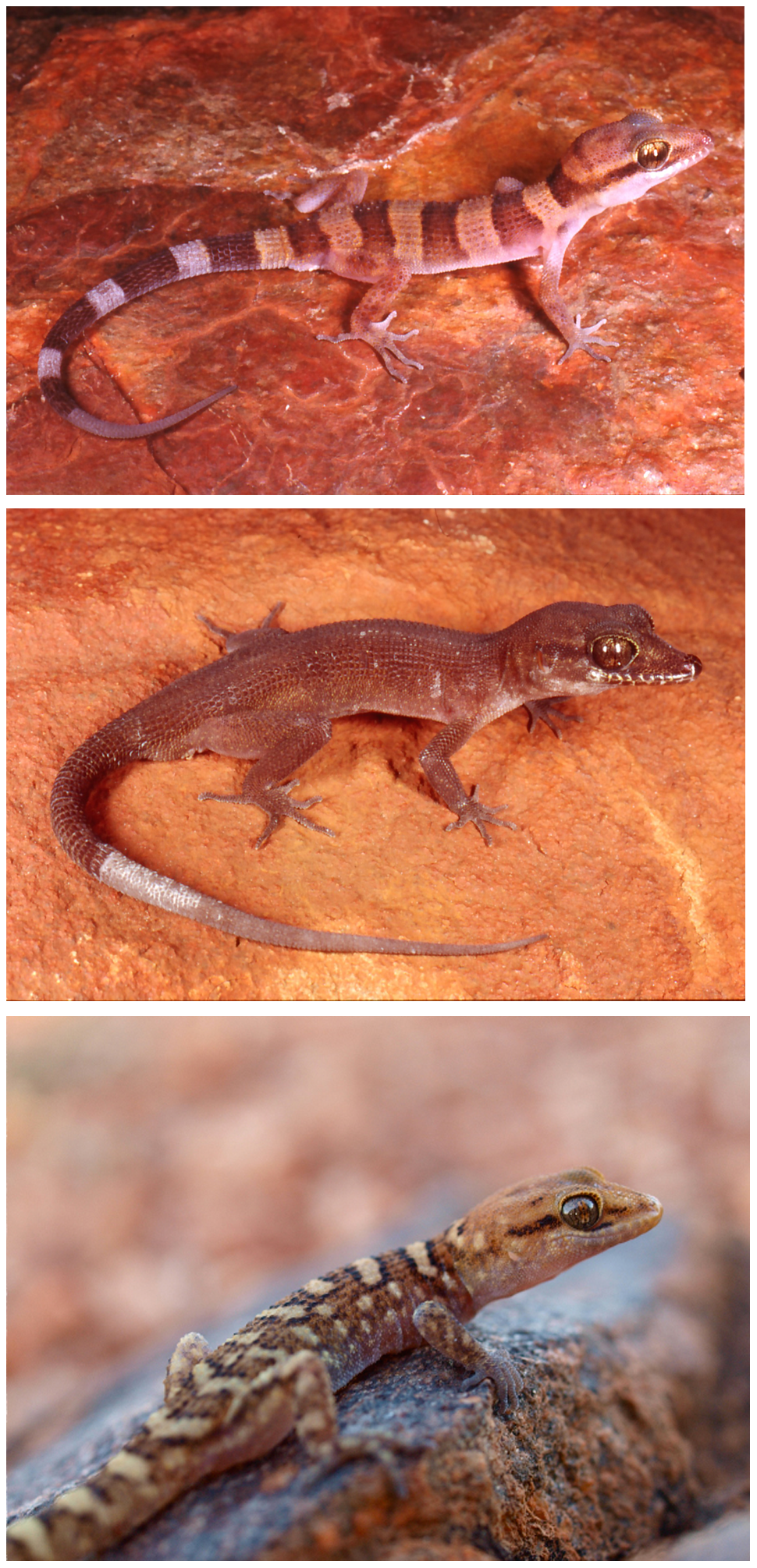 Prickly geckos (Heteronotia)