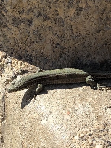 Podarcis guadarramae guadarramae (Podarcis guadarramae guadarramae)