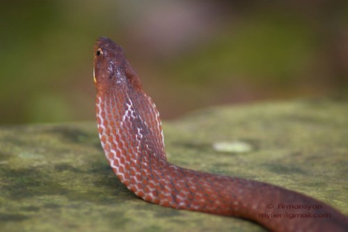 Bamboo snakes (Pseudoxenodon)