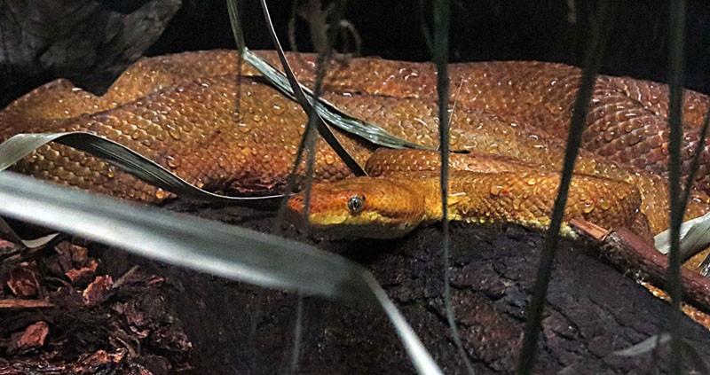 Solomon island tree boa (Candoia bibroni)