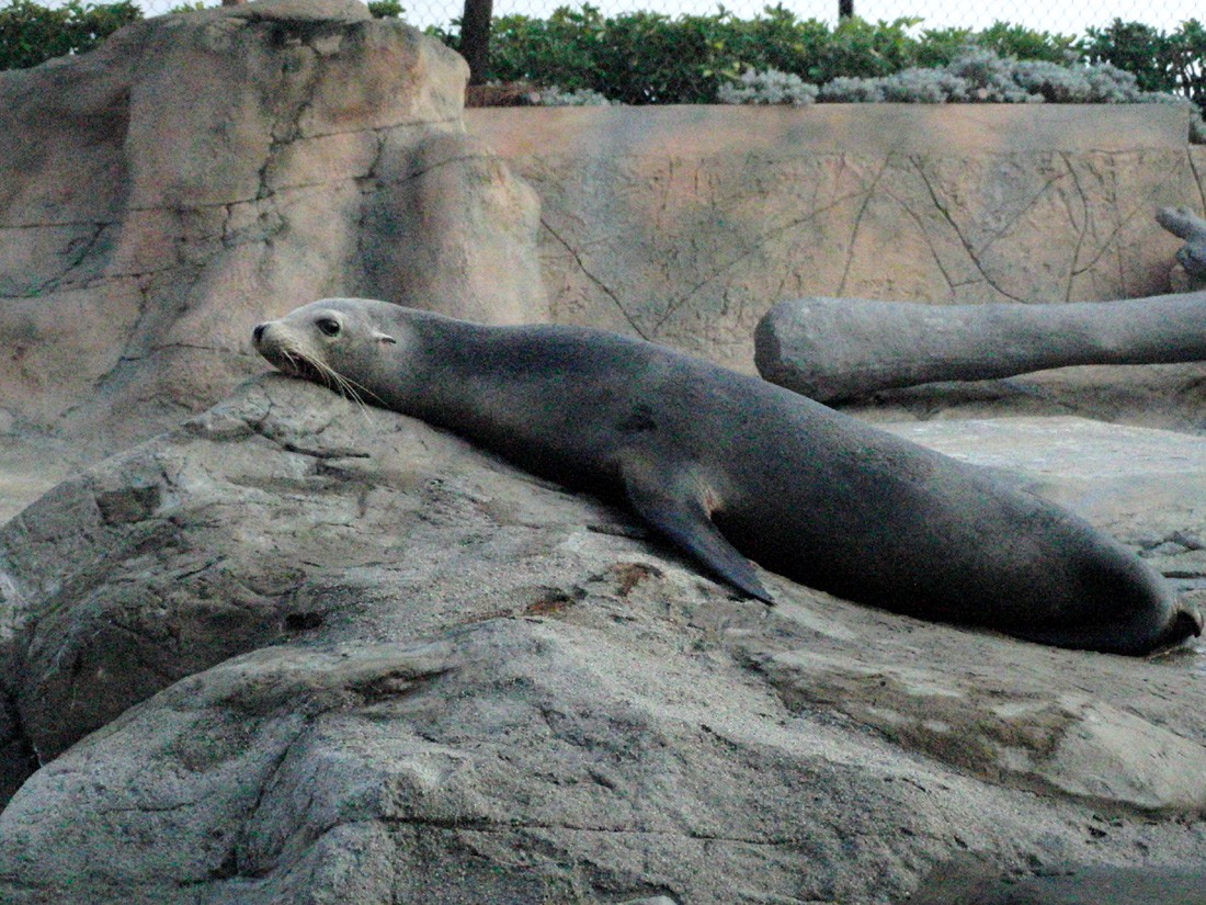 Northern fur seals (Callorhinus)