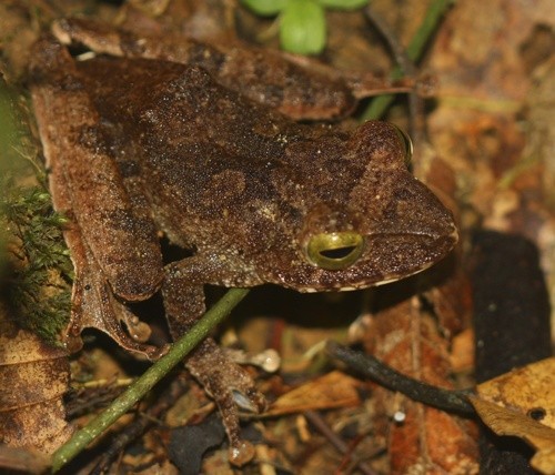 Shrub frogs (Philautus)