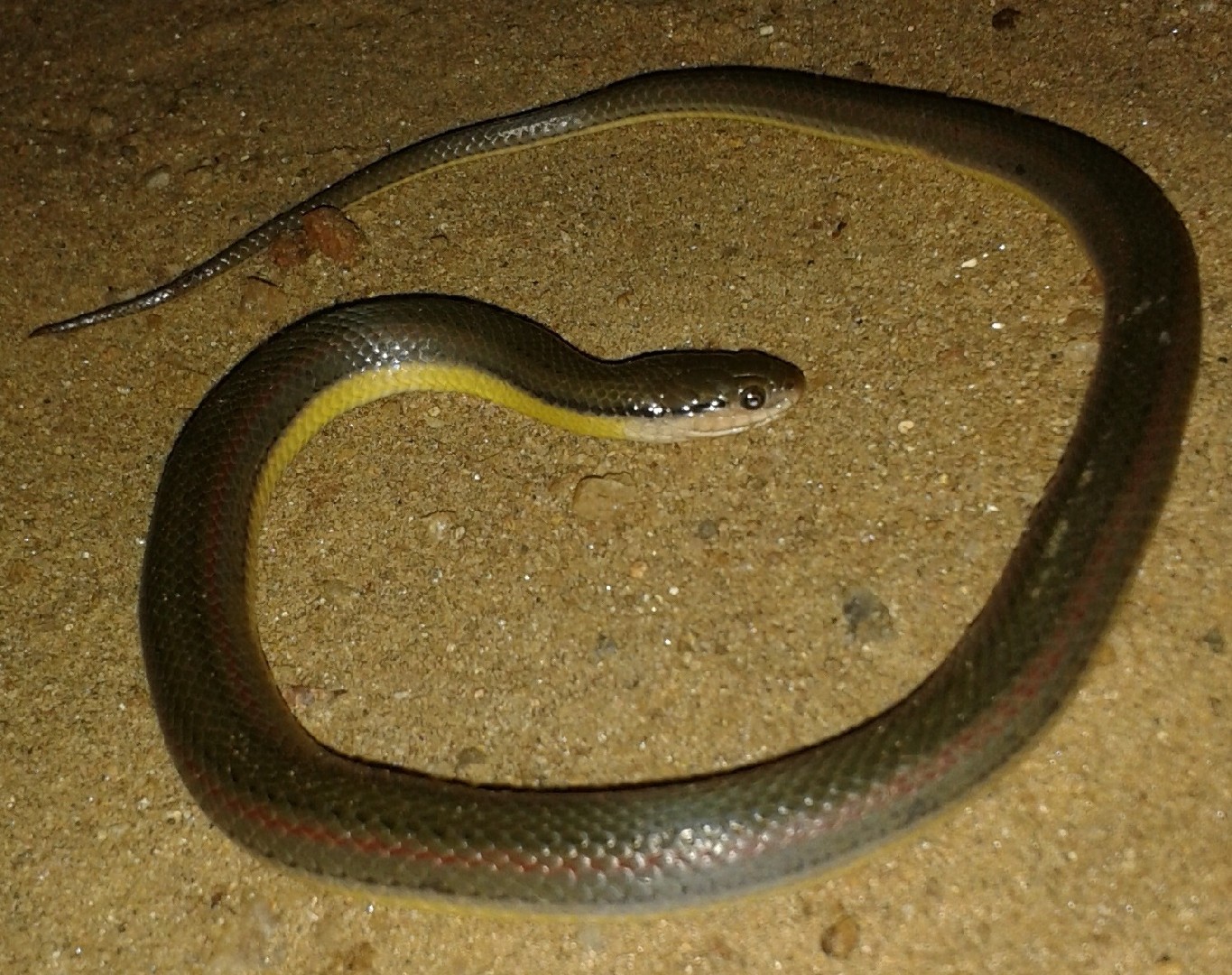 Serpent ardoisé (Atretium schistosum)