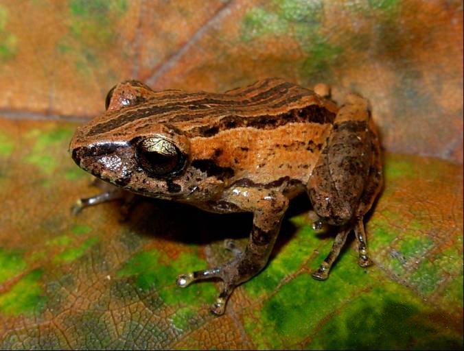 Pristimantis paisa (Pristimantis paisa)