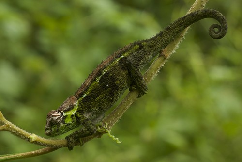 Horned chameleons (Trioceros)