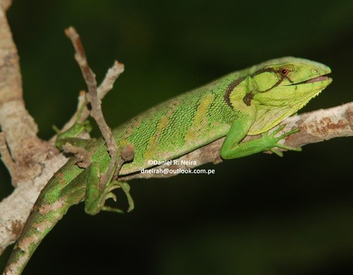 Polychrus (Polychrus)