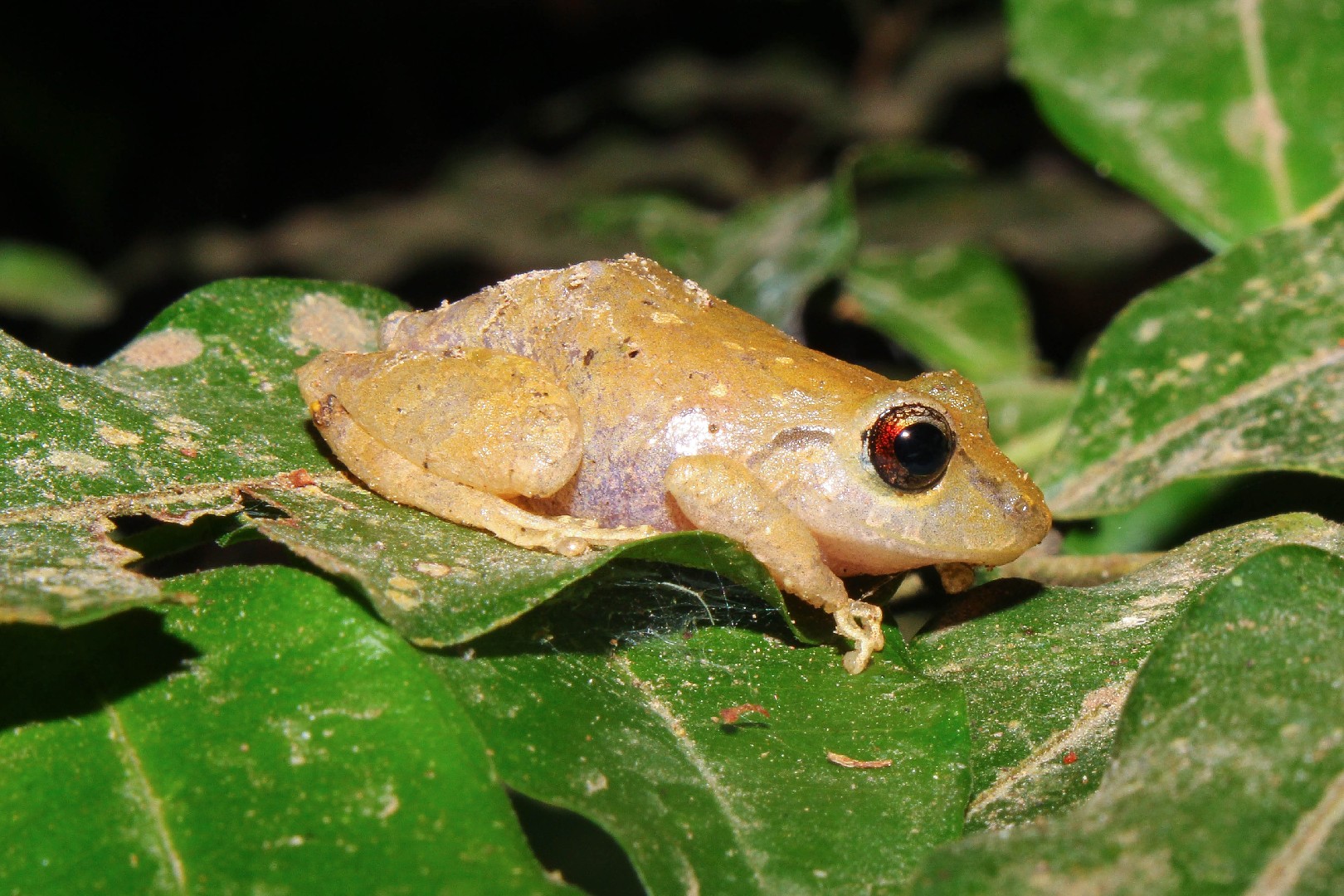Pristimantis ridens (Pristimantis ridens)