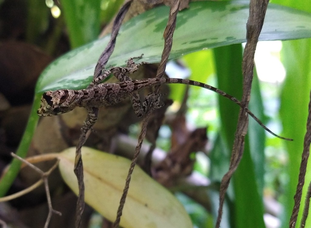 Serrano's anole (Anolis serranoi)