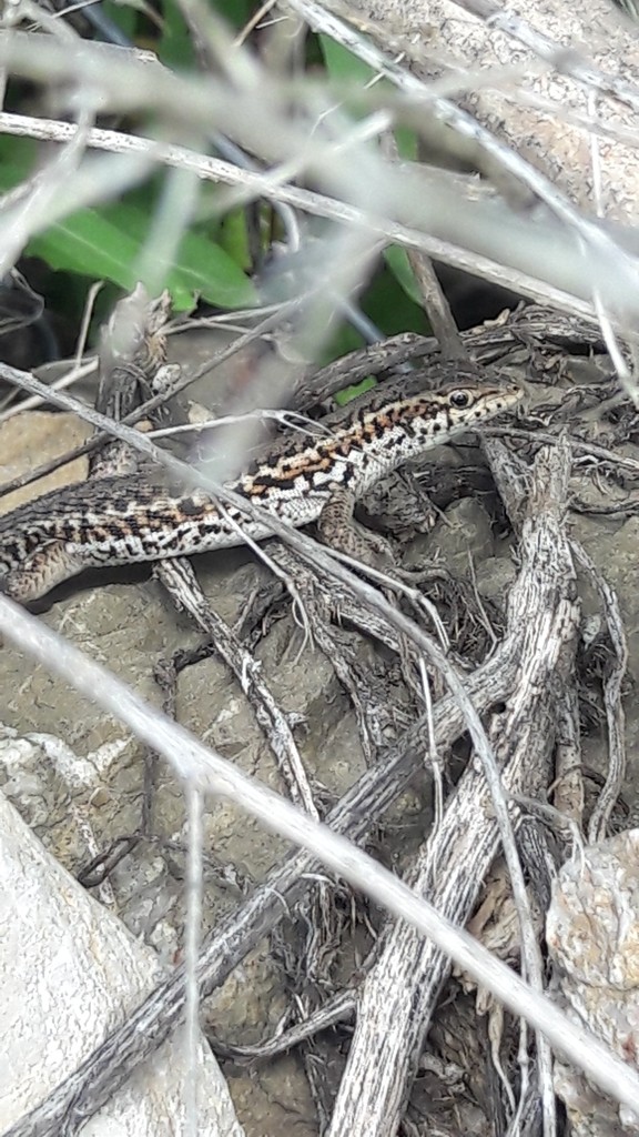 Ophisops elegans centralanatoliae (Ophisops elegans centralanatoliae)