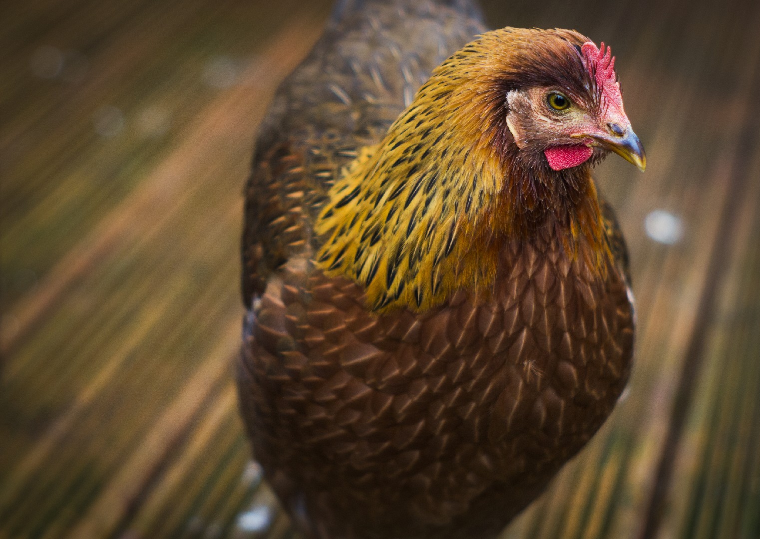 Gallus gallus domesticus 'Welsummer' (Gallus gallus domesticus 'Welsummer')