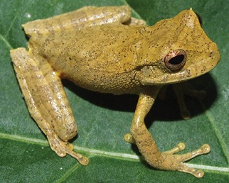Marsupial frogs (Gastrotheca)