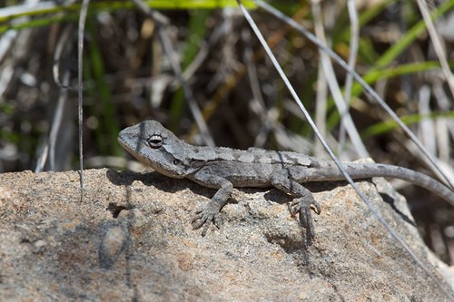 Amphibolurus (Amphibolurus)