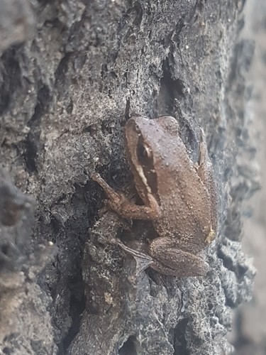 Litoria paraewingi (Litoria paraewingi)