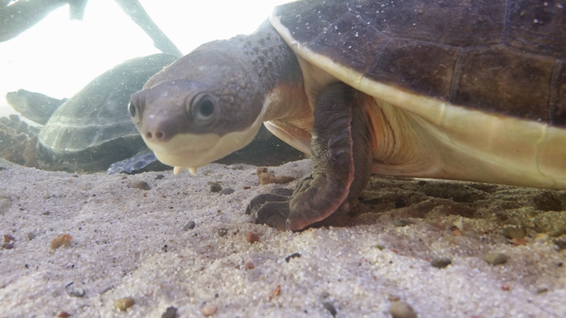 Australian snapping turtles (Elseya)