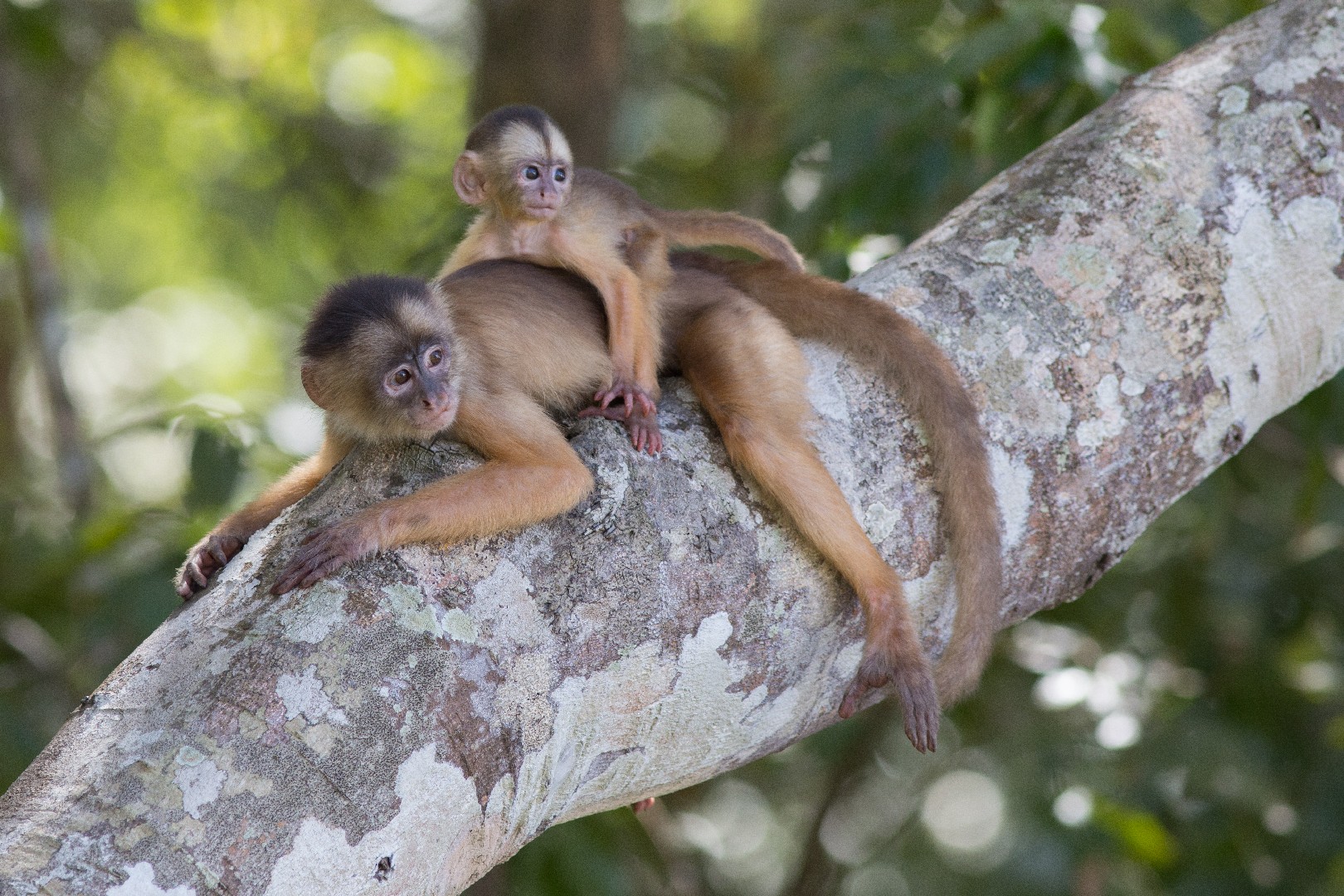 Gracile capuchin monkeys (Cebus)