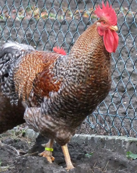 Bielefelder Kennhuhn Chicken (Gallus gallus domesticus 'Bielefelder Kennhuhn')