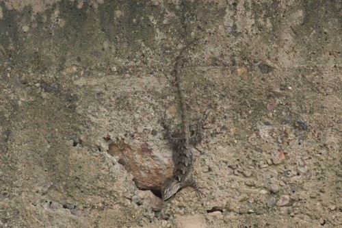 Sceloporus clarkii clarkii (Sceloporus clarkii clarkii)