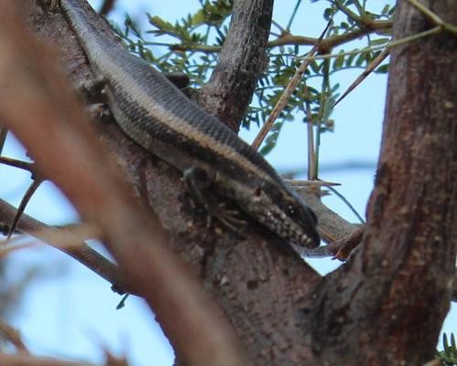 Kalahari tree skink (Trachylepis spilogaster)