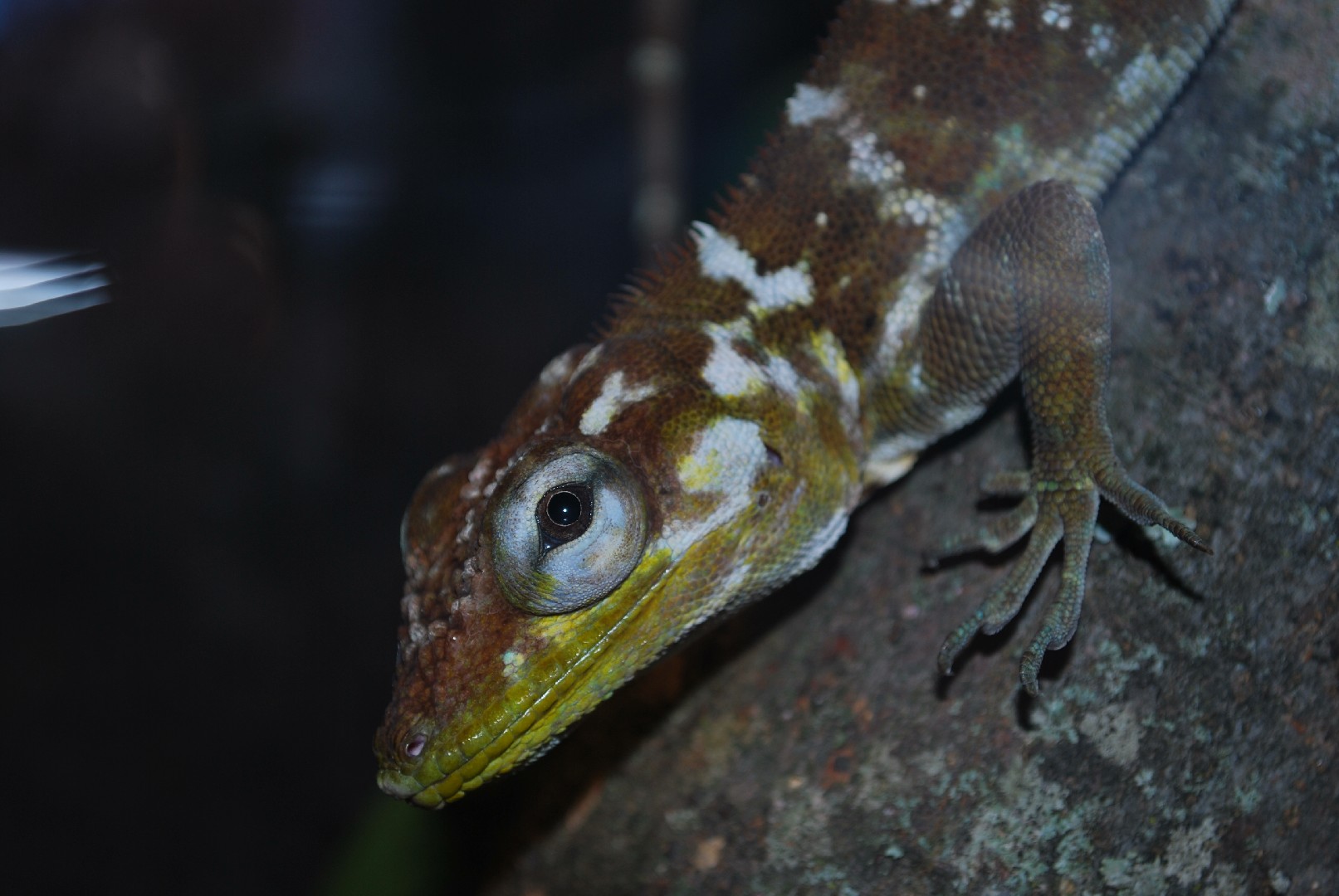 Saltacocote (Anolis baleatus)