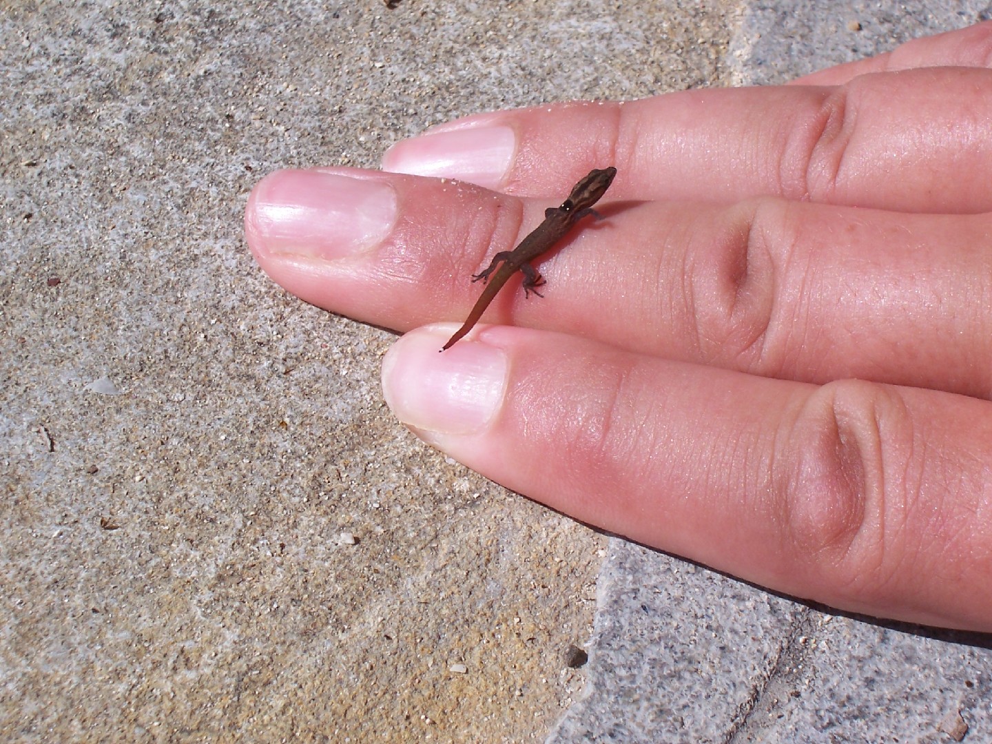 Sphaerodactylus macrolepis (Sphaerodactylus macrolepis)