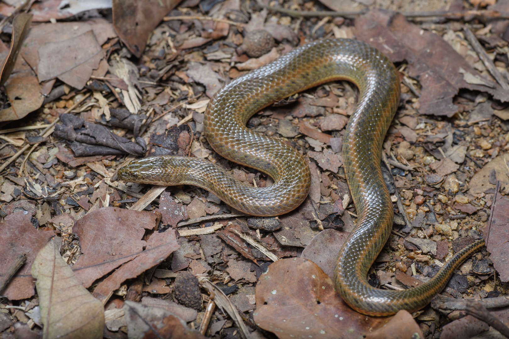 Mangrove water snake (Enhydris)