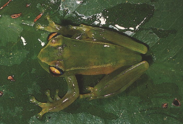 Bright-eyed frogs (Boophis)