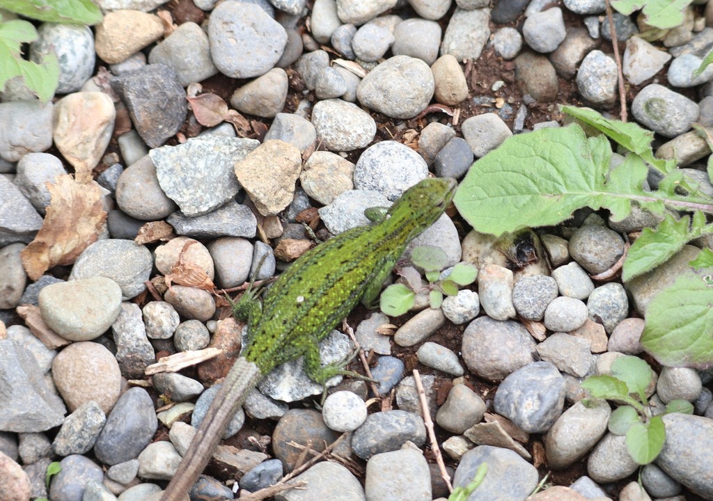 Liolaemus cyanogaster (Liolaemus cyanogaster)