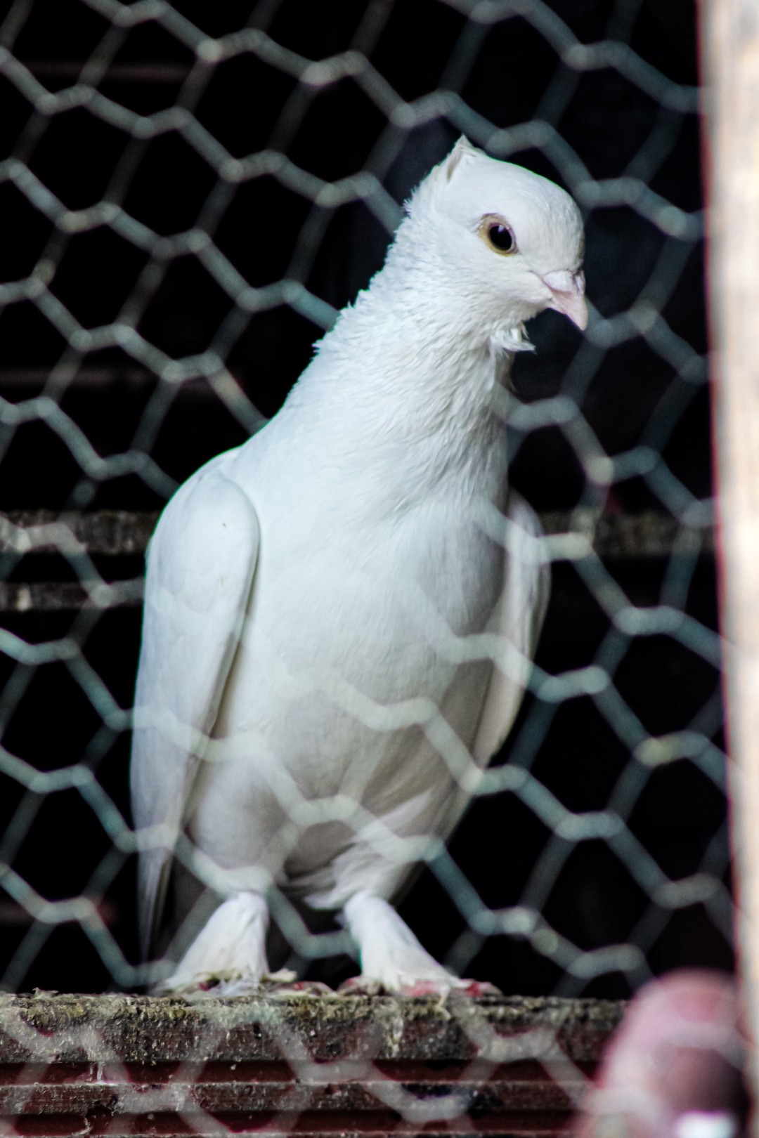 Columba livia domesticus 'African Owl' (Columba livia domesticus 'African Owl')