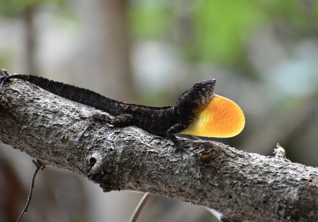 Anolis jubar oriens (Anolis jubar oriens)