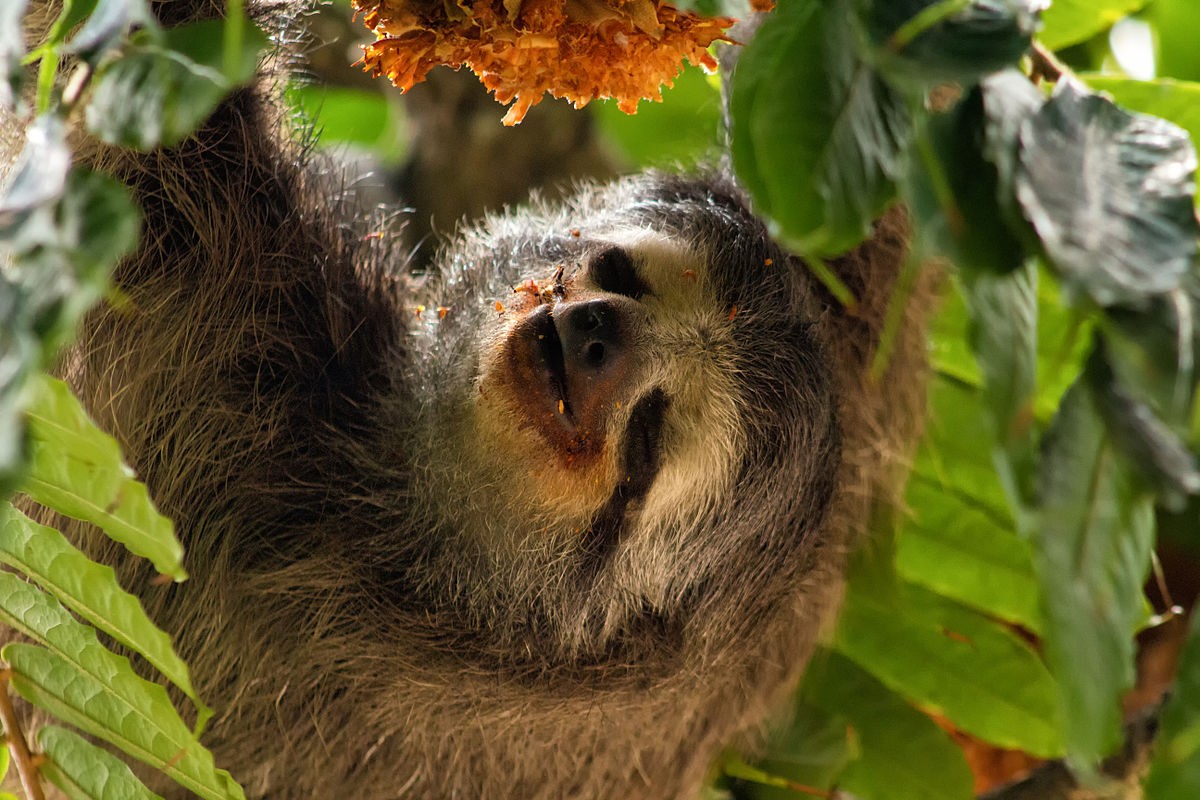 Three-toed sloth (Bradypus)