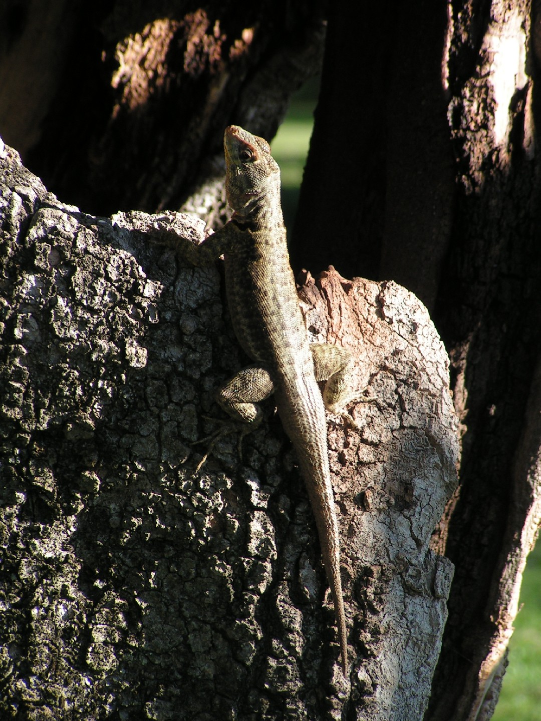 Fitzinger's tree iguana (Liolaemus fitzingerii)